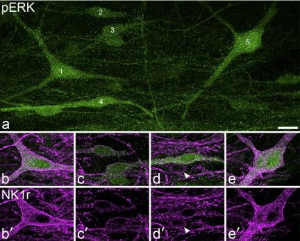 https://cdn.ncbi.nlm.nih.gov/pmc/blobs/d6d8/3169794/8d6fb1070ed7/gr7.jpg