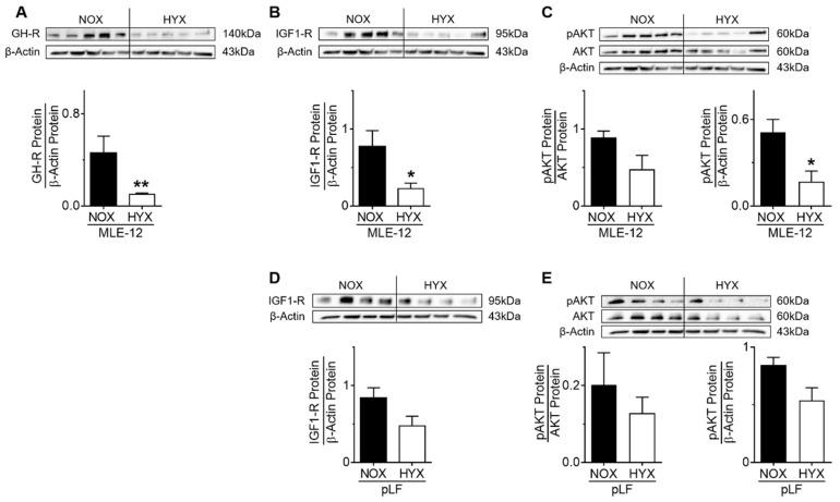 https://cdn.ncbi.nlm.nih.gov/pmc/blobs/d6dd/8616454/9f55a026dcf5/cells-10-02947-g007.jpg