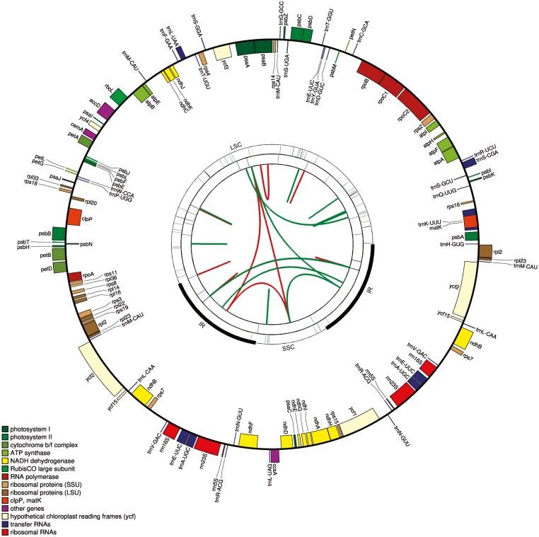 https://cdn.ncbi.nlm.nih.gov/pmc/blobs/d6e1/12190799/0ad52ddc209f/plaf025_fig1.jpg