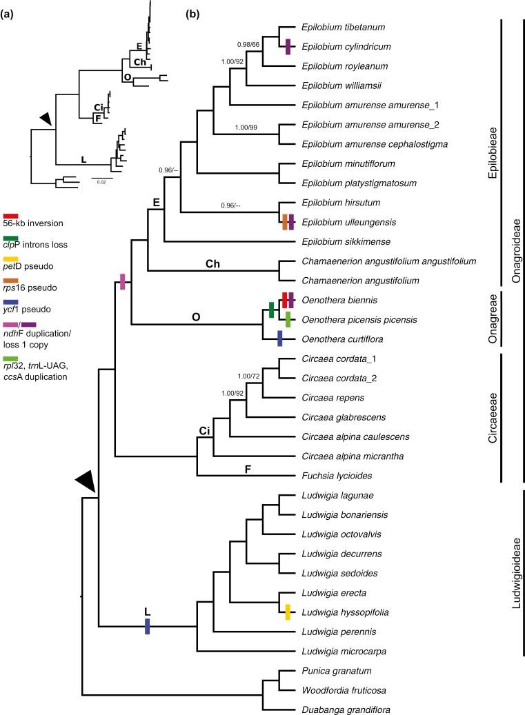 https://cdn.ncbi.nlm.nih.gov/pmc/blobs/d6e1/12190799/1c3ff0415481/plaf025_fig2.jpg