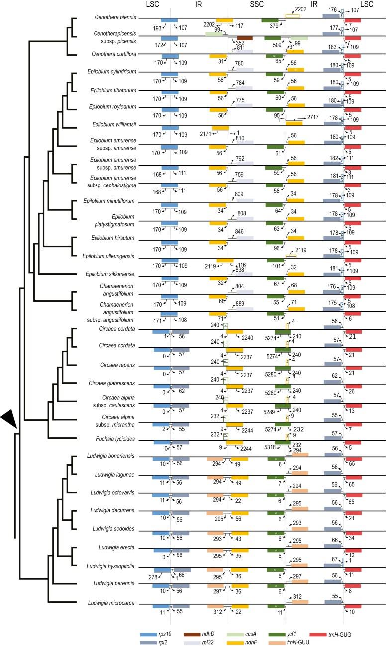 https://cdn.ncbi.nlm.nih.gov/pmc/blobs/d6e1/12190799/fd8abec49899/plaf025_fig3.jpg