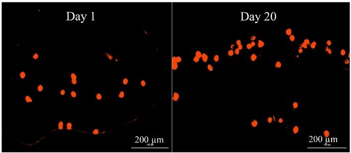 https://cdn.ncbi.nlm.nih.gov/pmc/blobs/d6e4/6311641/1303ed84070c/apb-8-643-g008.jpg