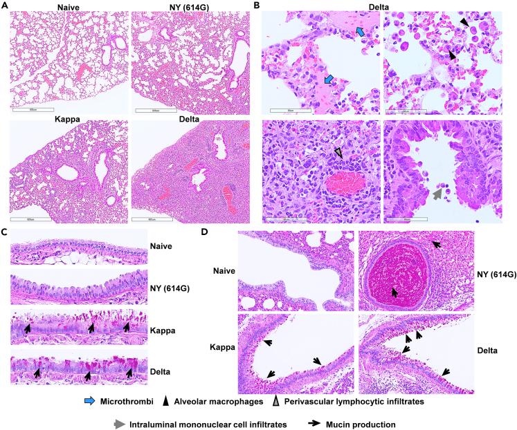 https://cdn.ncbi.nlm.nih.gov/pmc/blobs/d6e6/9678741/f040fb3b9334/gr3.jpg