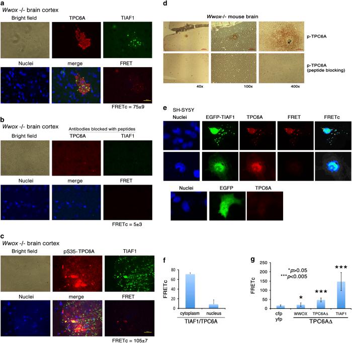 https://cdn.ncbi.nlm.nih.gov/pmc/blobs/d6f1/4981022/68f177810dd4/cddiscovery20153-f7.jpg