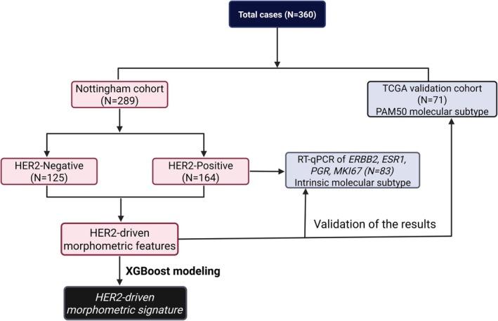 https://cdn.ncbi.nlm.nih.gov/pmc/blobs/d6f4/12004275/bbc3721ee980/CAM4-14-e70852-g004.jpg