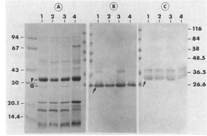 https://cdn.ncbi.nlm.nih.gov/pmc/blobs/d6f4/172503/321713045b7b/aac00073-0055-a.jpg