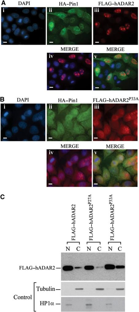 https://cdn.ncbi.nlm.nih.gov/pmc/blobs/d6f4/3199391/38275c2a4754/emboj2011303f4.jpg