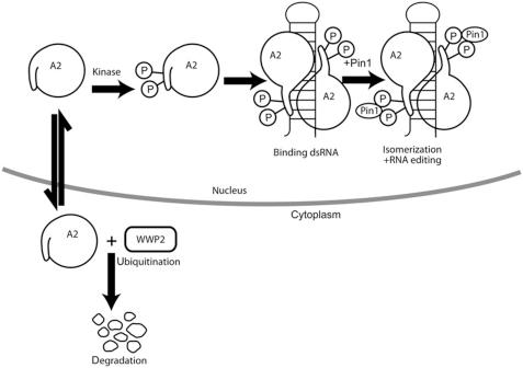 https://cdn.ncbi.nlm.nih.gov/pmc/blobs/d6f4/3199391/d1668d8ebf06/emboj2011303f8.jpg