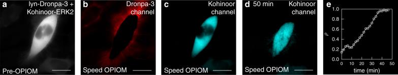 https://cdn.ncbi.nlm.nih.gov/pmc/blobs/d6f5/5645393/59afc88e0e61/41467_2017_847_Fig5_HTML.jpg