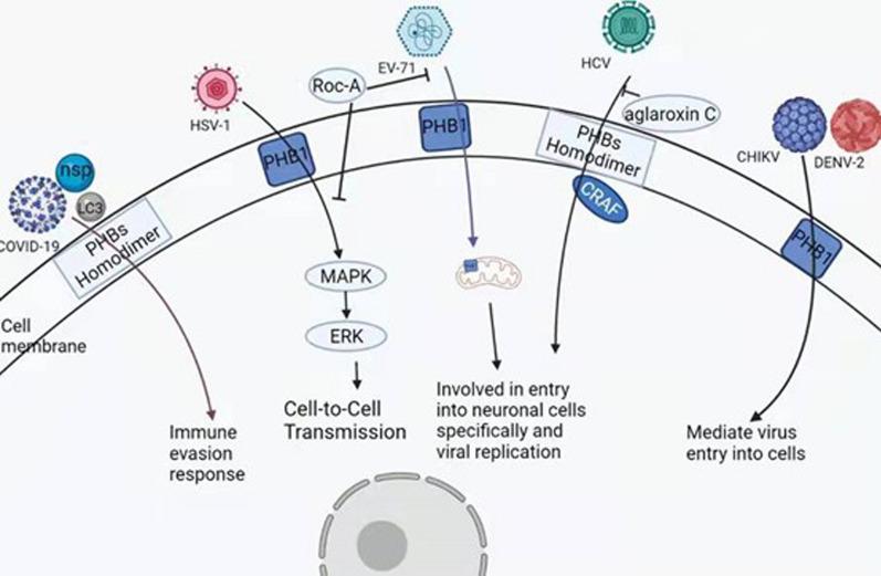 https://cdn.ncbi.nlm.nih.gov/pmc/blobs/d6f6/9644635/47335352663f/12935_2022_2765_Fig3_HTML.jpg