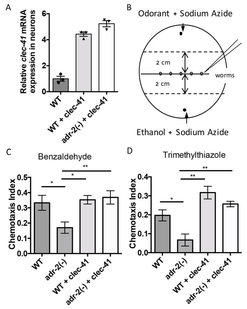https://cdn.ncbi.nlm.nih.gov/pmc/blobs/d6f8/5644944/daa87c785c1a/elife-28625-fig5.jpg