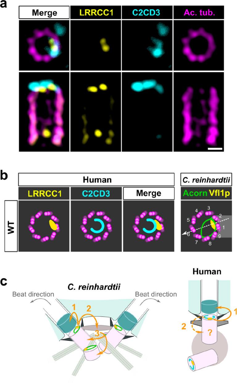 https://cdn.ncbi.nlm.nih.gov/pmc/blobs/d6f8/8983040/5237865cbbd8/elife-72382-fig7.jpg