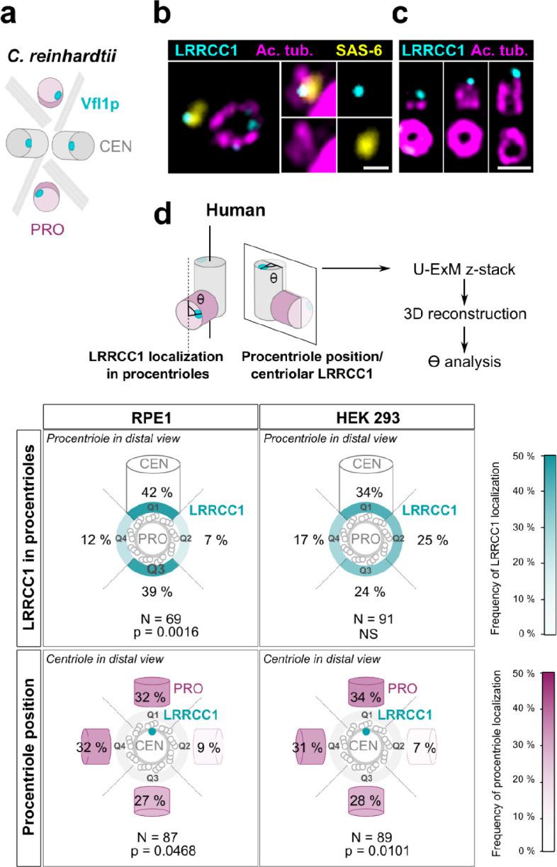 https://cdn.ncbi.nlm.nih.gov/pmc/blobs/d6f8/8983040/de01efcdd002/elife-72382-fig3.jpg