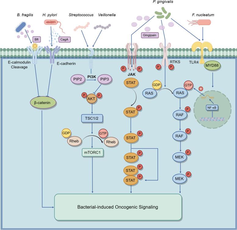 https://cdn.ncbi.nlm.nih.gov/pmc/blobs/d700/11807048/0e263e6c5b81/43556_2025_248_Fig2_HTML.jpg