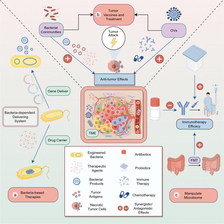 https://cdn.ncbi.nlm.nih.gov/pmc/blobs/d700/11807048/401ac1cd89cf/43556_2025_248_Fig7_HTML.jpg