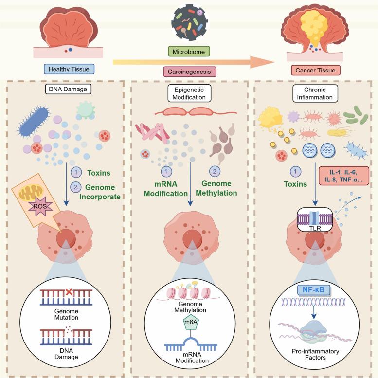 https://cdn.ncbi.nlm.nih.gov/pmc/blobs/d700/11807048/eb328d0c7b27/43556_2025_248_Fig3_HTML.jpg
