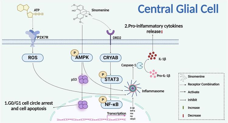 https://cdn.ncbi.nlm.nih.gov/pmc/blobs/d700/9813792/0148b6ff4ddc/fcell-10-1041006-g006.jpg
