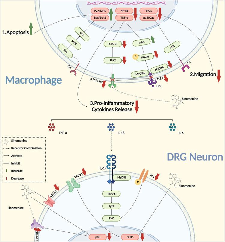 https://cdn.ncbi.nlm.nih.gov/pmc/blobs/d700/9813792/3fc4f60715bb/fcell-10-1041006-g002.jpg
