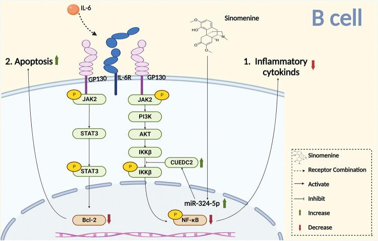 https://cdn.ncbi.nlm.nih.gov/pmc/blobs/d700/9813792/7c794b417837/fcell-10-1041006-g005.jpg