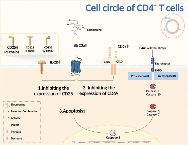 https://cdn.ncbi.nlm.nih.gov/pmc/blobs/d700/9813792/88ba548ad42d/fcell-10-1041006-g004.jpg