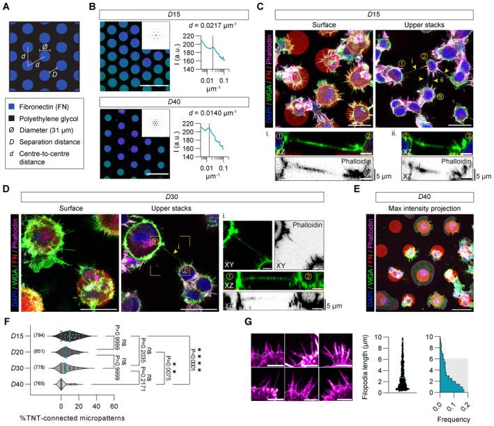https://cdn.ncbi.nlm.nih.gov/pmc/blobs/d701/10711657/5d5936d9dc19/EMBJ-42-e113761-g012.jpg