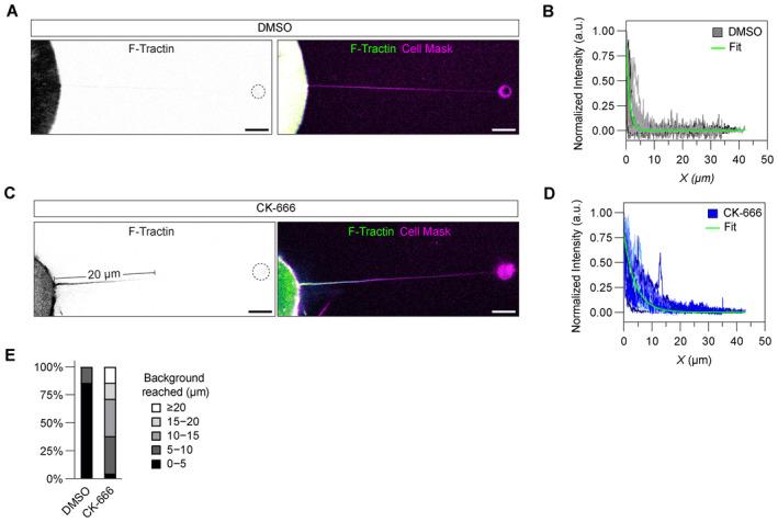 https://cdn.ncbi.nlm.nih.gov/pmc/blobs/d701/10711657/b4e8732dcf26/EMBJ-42-e113761-g006.jpg