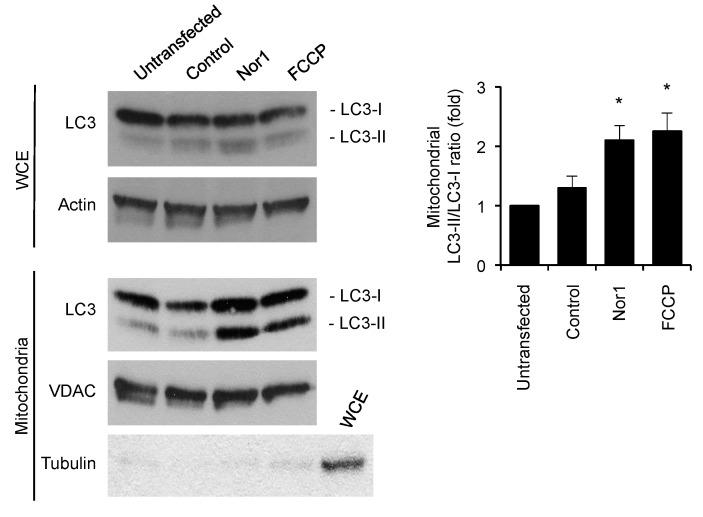 https://cdn.ncbi.nlm.nih.gov/pmc/blobs/d702/7017372/f7ebf9f4f75a/cells-09-00168-g005.jpg