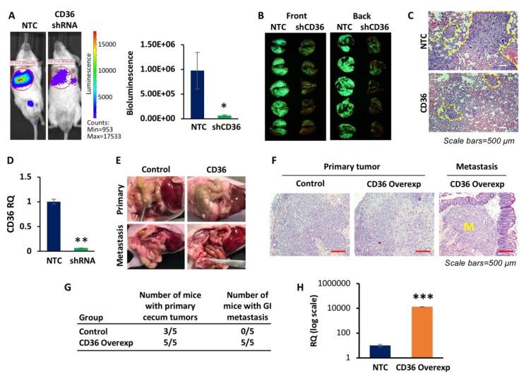 https://cdn.ncbi.nlm.nih.gov/pmc/blobs/d704/8750155/57949ad450ad/cancers-14-00252-g003.jpg