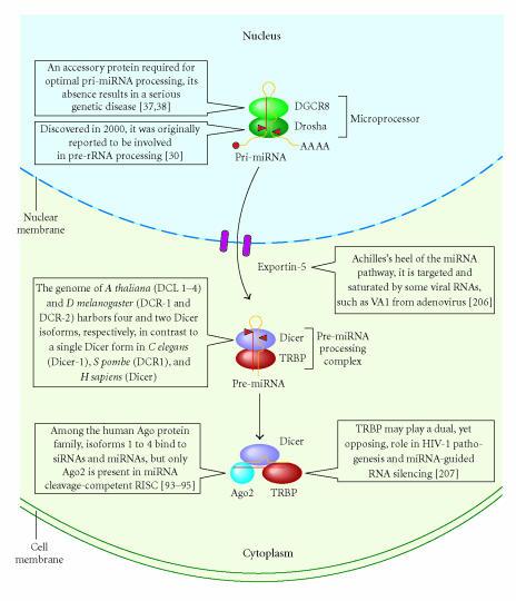 https://cdn.ncbi.nlm.nih.gov/pmc/blobs/d709/1559927/d4107688eb4f/JBB2006-69616.002.jpg