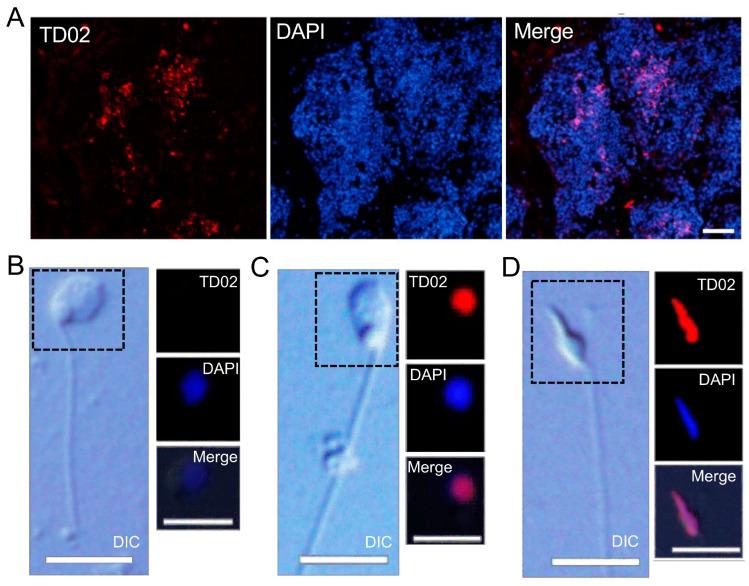 https://cdn.ncbi.nlm.nih.gov/pmc/blobs/d70c/11592721/c23aeb8a984c/cells-13-01863-g005.jpg
