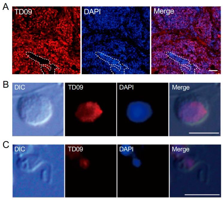 https://cdn.ncbi.nlm.nih.gov/pmc/blobs/d70c/11592721/d8c9e7e06d9e/cells-13-01863-g004.jpg