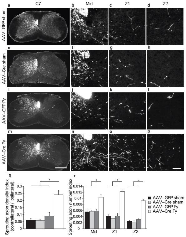 https://cdn.ncbi.nlm.nih.gov/pmc/blobs/d70c/2928871/c44732bb9785/nihms216979f3.jpg