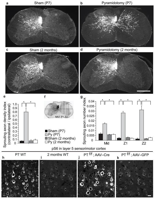 https://cdn.ncbi.nlm.nih.gov/pmc/blobs/d70c/2928871/f012901706a1/nihms216979f1.jpg