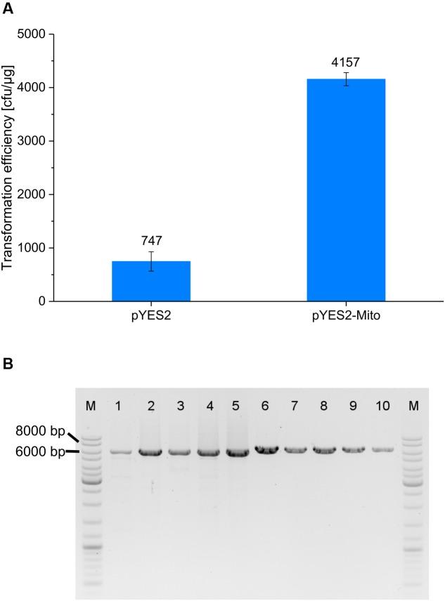 https://cdn.ncbi.nlm.nih.gov/pmc/blobs/d70e/5411459/dc09c4dafcf0/fmicb-08-00780-g008.jpg