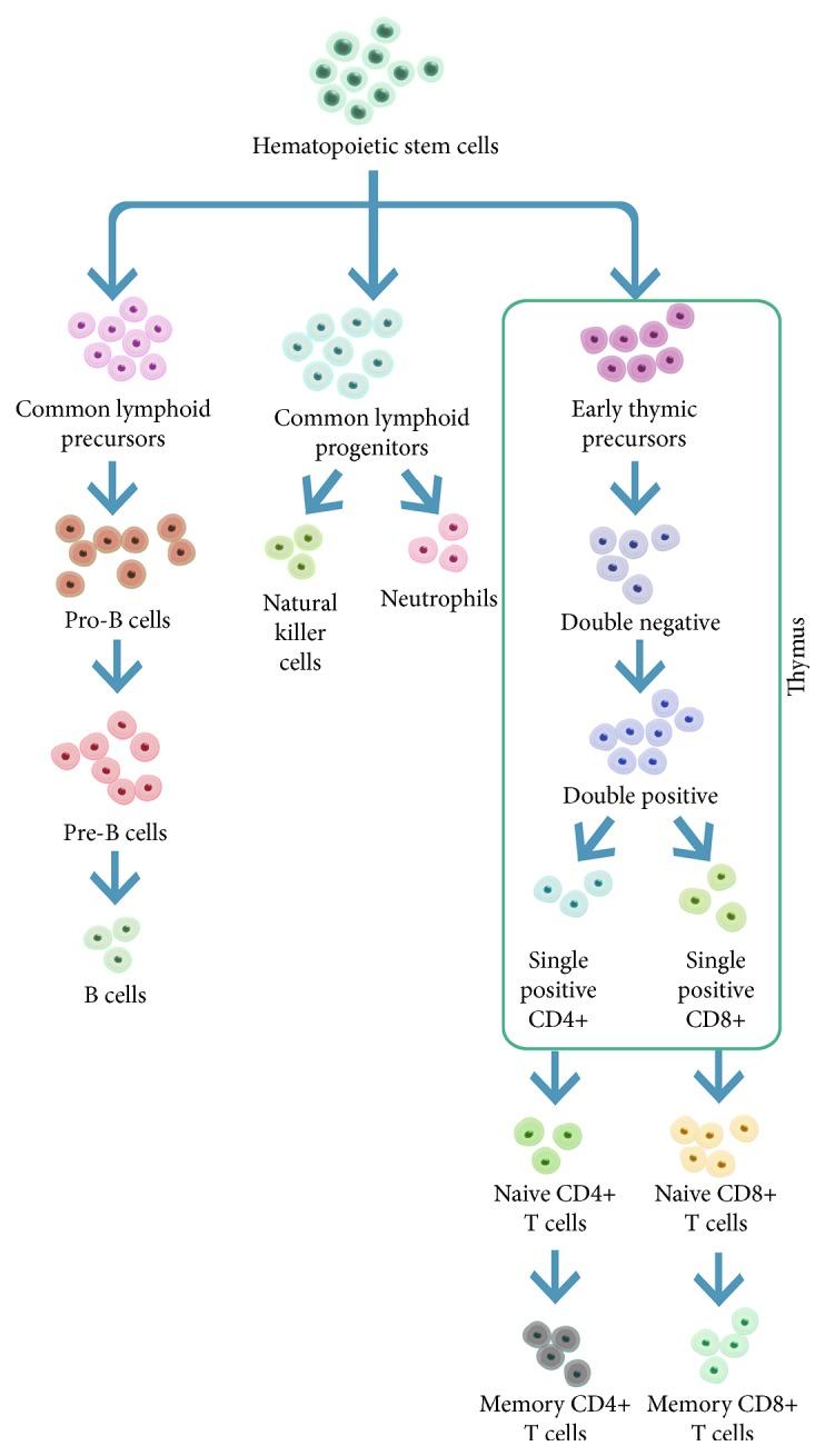 https://cdn.ncbi.nlm.nih.gov/pmc/blobs/d715/5397725/fb797417c12e/JIR2017-4807853.002.jpg