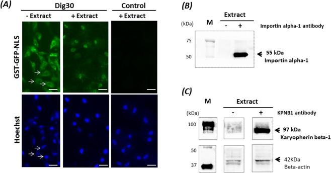 https://cdn.ncbi.nlm.nih.gov/pmc/blobs/d716/6393519/c9f998cf0e6f/41598_2019_39500_Fig5_HTML.jpg