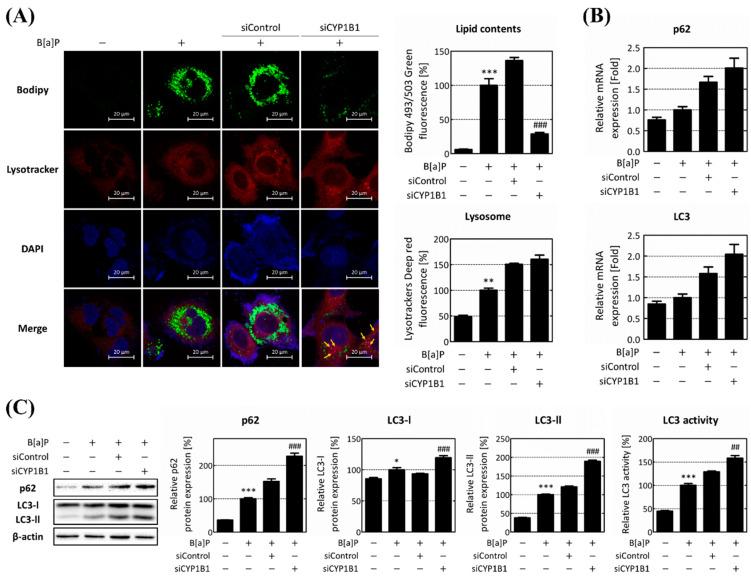 https://cdn.ncbi.nlm.nih.gov/pmc/blobs/d71b/10816991/0d00dca3cf20/ijms-25-01324-g004.jpg