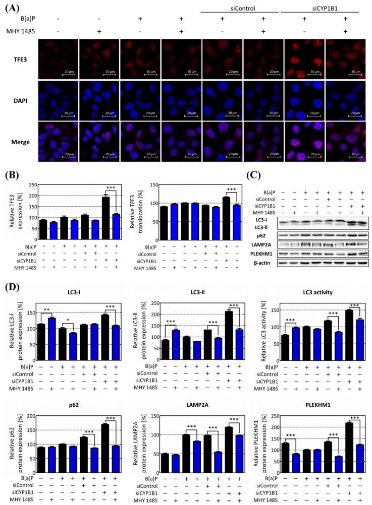 https://cdn.ncbi.nlm.nih.gov/pmc/blobs/d71b/10816991/ace04a7480a4/ijms-25-01324-g007.jpg