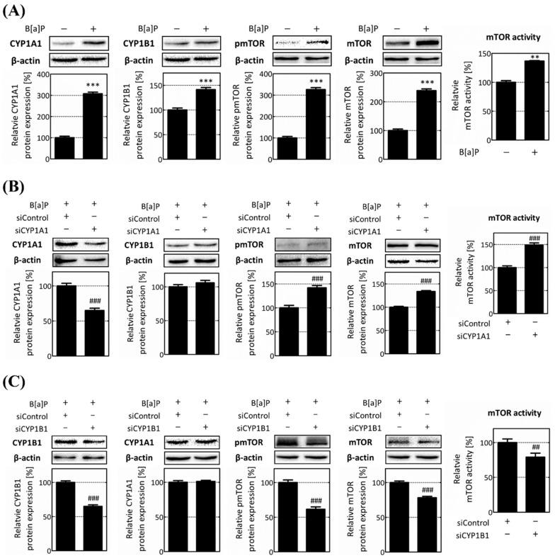 https://cdn.ncbi.nlm.nih.gov/pmc/blobs/d71b/10816991/e9dbd27a9400/ijms-25-01324-g003.jpg