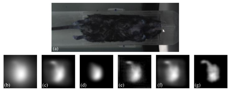 https://cdn.ncbi.nlm.nih.gov/pmc/blobs/d71b/11154287/651534555b83/biology-13-00002-g009.jpg