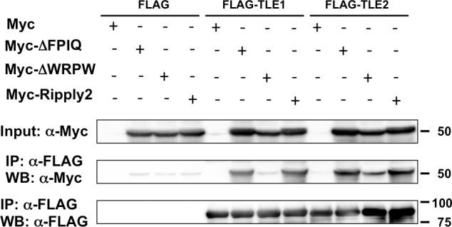 https://cdn.ncbi.nlm.nih.gov/pmc/blobs/d728/5953544/0b25ac4da71d/elife-33068-fig3-figsupp1.jpg