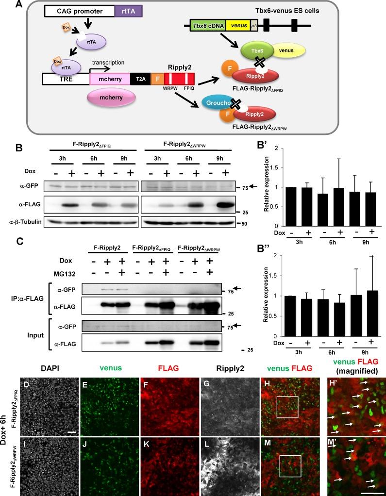 https://cdn.ncbi.nlm.nih.gov/pmc/blobs/d728/5953544/d5c5a1ee661c/elife-33068-fig3.jpg