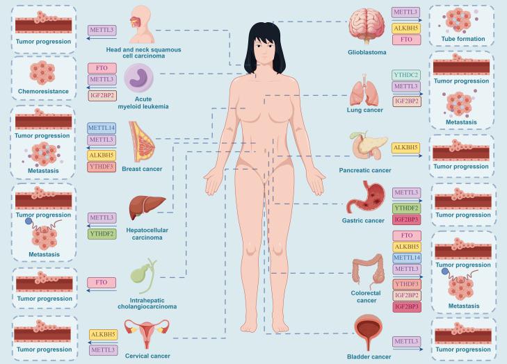 https://cdn.ncbi.nlm.nih.gov/pmc/blobs/d72b/11408240/ec1e5d7248c5/fimmu-15-1453774-g003.jpg