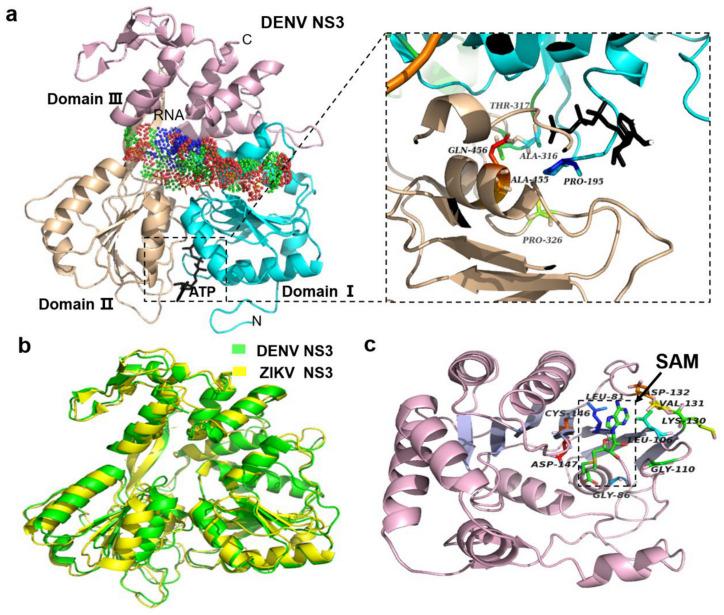 https://cdn.ncbi.nlm.nih.gov/pmc/blobs/d72b/8303334/600a0804a4dc/life-11-00615-g004.jpg