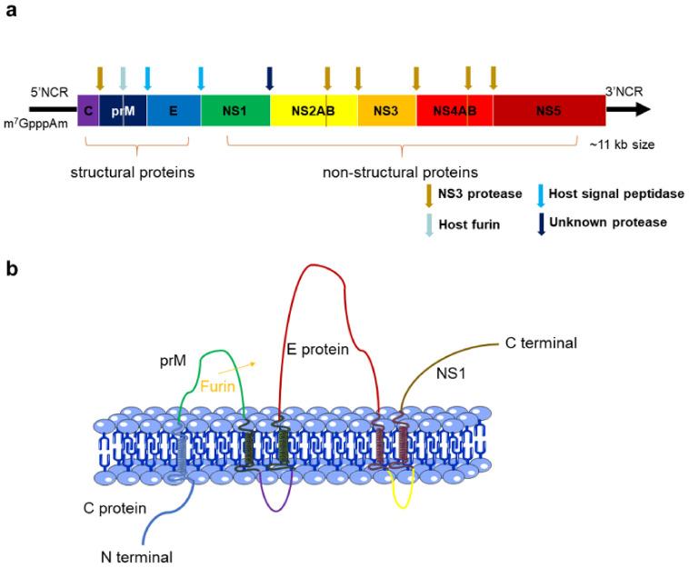 https://cdn.ncbi.nlm.nih.gov/pmc/blobs/d72b/8303334/a9550e1bdf8d/life-11-00615-g001.jpg
