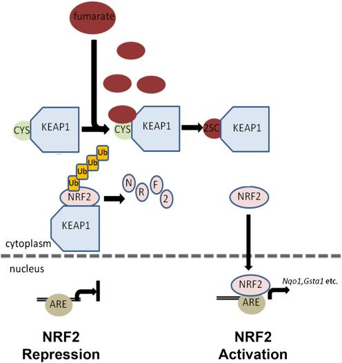 https://cdn.ncbi.nlm.nih.gov/pmc/blobs/d72c/3202623/76ef175d8afb/gr7.jpg