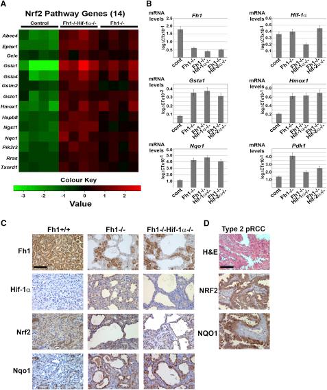 https://cdn.ncbi.nlm.nih.gov/pmc/blobs/d72c/3202623/e488af3e8b16/gr4.jpg
