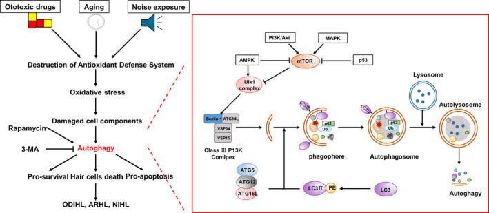 https://cdn.ncbi.nlm.nih.gov/pmc/blobs/d72e/7653260/4b89d149d3e0/CPR-53-e12915-g003.jpg
