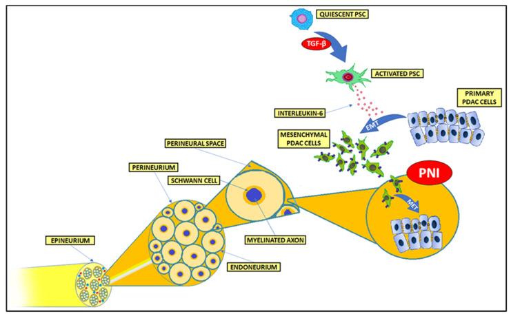 https://cdn.ncbi.nlm.nih.gov/pmc/blobs/d730/9657005/280ac9427bf8/cancers-14-05246-g003.jpg