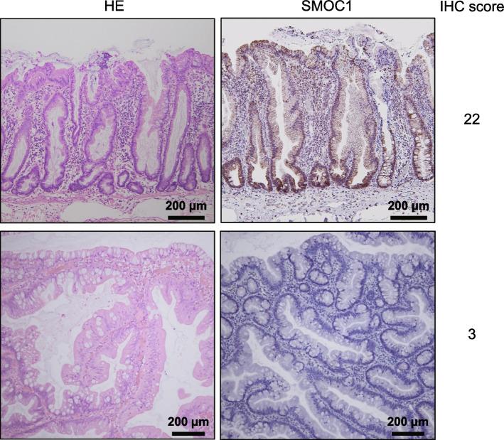 https://cdn.ncbi.nlm.nih.gov/pmc/blobs/d731/10905814/b12bc12af8a7/12876_2024_3175_Fig1_HTML.jpg